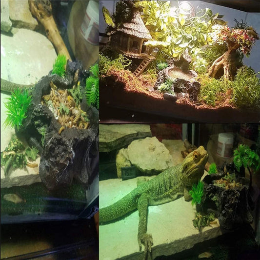 Sturdy And Reliable Reptile Feeder Bowl For Feeding Sessions Easy To Clean Reptile Food Water Dish